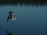 Heron Flying.JPG
