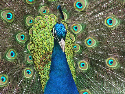 Peacock-head.jpg