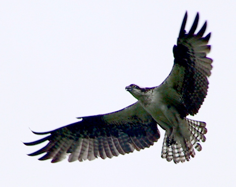 Osprey in flight 4.jpg