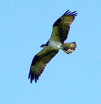 Osprey in flight 7.jpg
