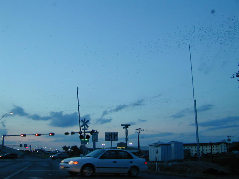 Austin Bats