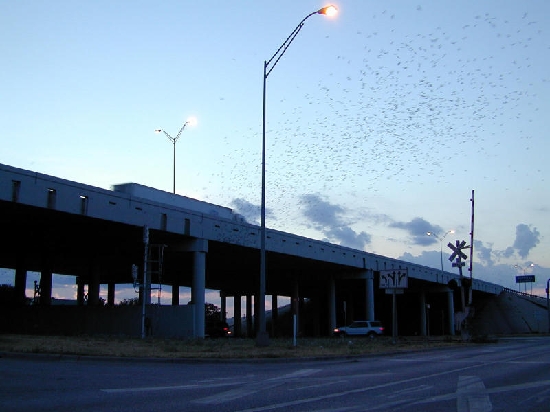 Austin Bats