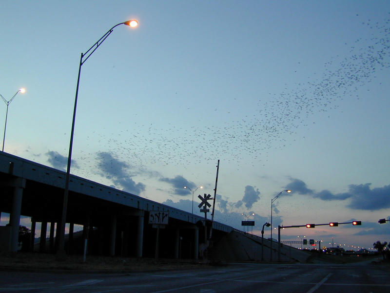 Austin Bats