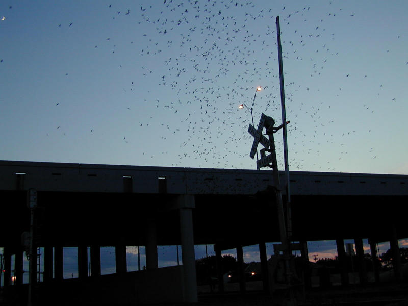 Austin Bats