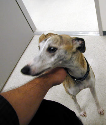 This is Dr King's pet Whippet Jesse.