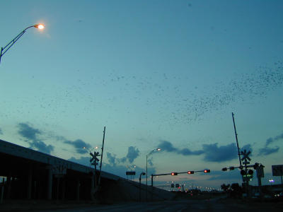 Austin Bats from the McNiel bridge at I35 - Well, technically I think the location makes em Round Rock bats