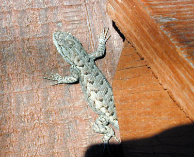NM Lizard, Clayton, New Mexico