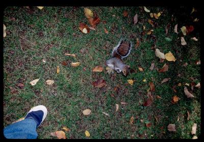 My foot,  Bostons squirrel