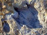 Fosillized Dinosaur footprint, Clayton, New Mexico