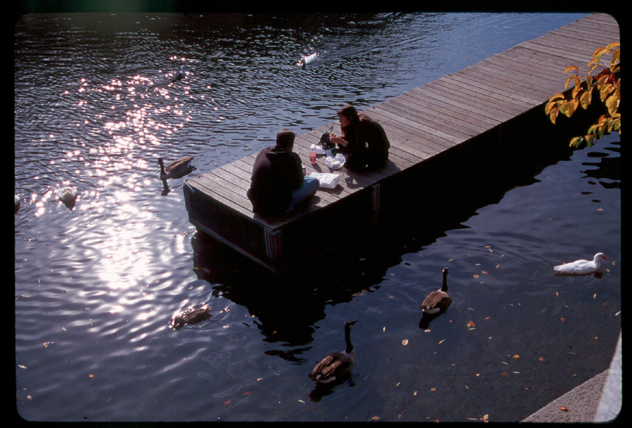 water, geese, lunch