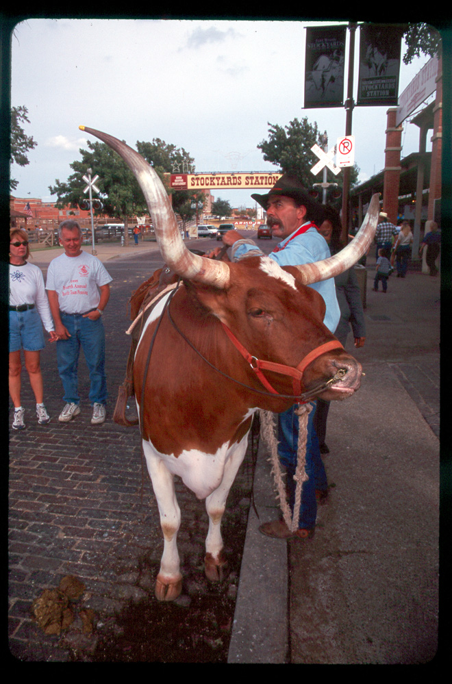 moo? - Fort Worth Stockyards Station