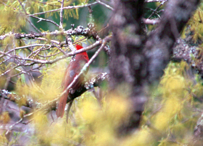 Cardinal thing