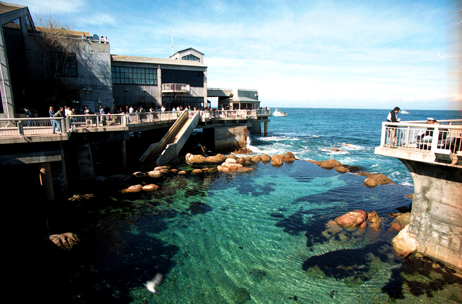monterey bay aquarium open pool