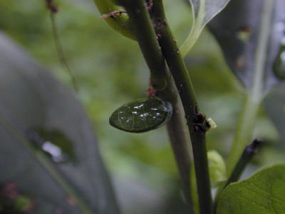Drop