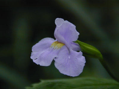 u/yopology/medium/401423.DSCN0549a.jpg