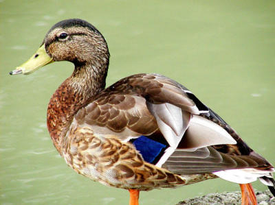 duck5.jpg