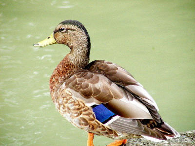 duck6.jpg