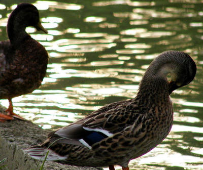 duck7.jpg