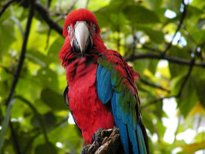 macaw.jpg