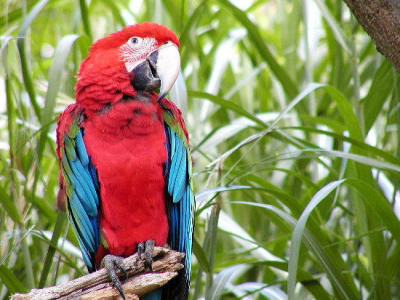 macaw2.jpg