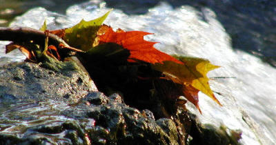 leaffall.jpg