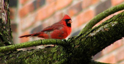 cardinal2.jpg