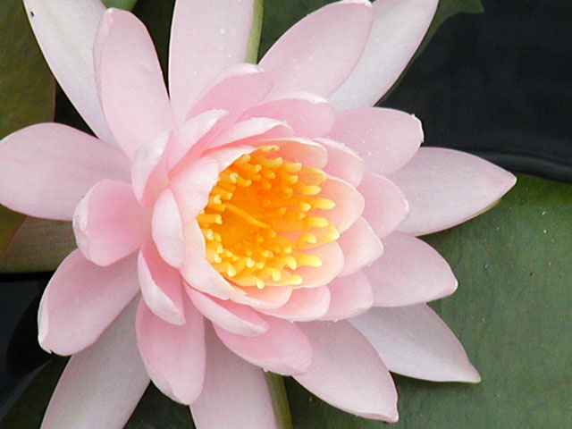 waterlily1.jpg