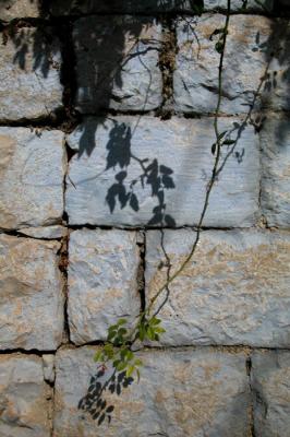 Leaf Shadow 2