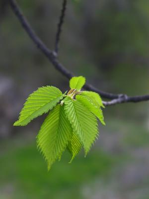 A Tounch of Green