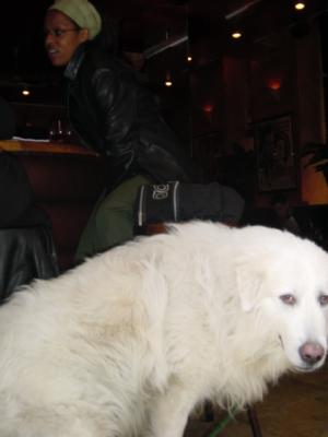 Big white dog waits for owner