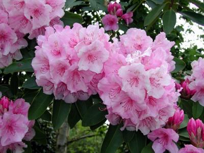 u10/aitch/medium/2070947.rhodo.jpg