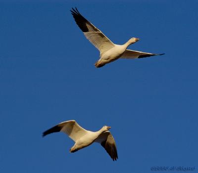 DSC_7876.jpg