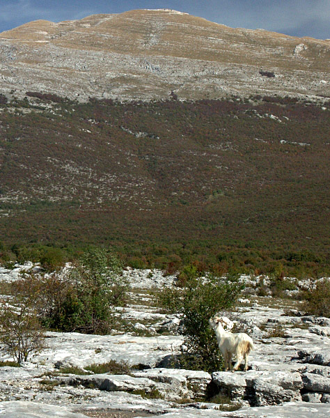 Goat on Podveleje plateau