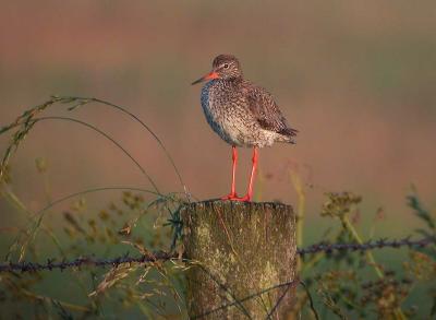 Common Redshank -Rødben - Tringa totanus