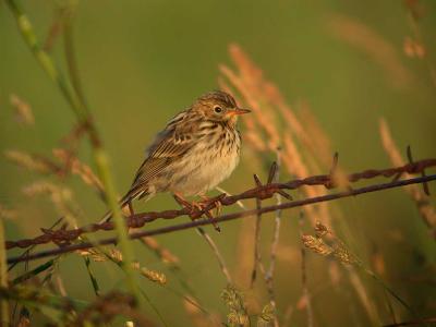 Meadow Pipit - Engpiber - Anthus pratensis