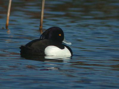 u10/alb123/medium/21988816.DSCN1760TuftedDuck.jpg