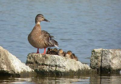 Mallard  and pull - Grand - Anas platyrhynchos