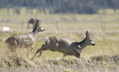 Roe deer - Rdyr - Capreolus capreolus