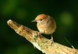 Blackcap female - Munk hun - Sylvia atricapilla