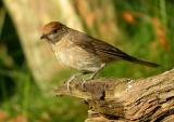Blackcap female - Munk hun - Sylvia atricapilla