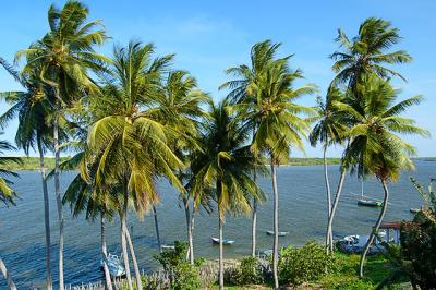 Vioso coqueiral da praia fluvial do Fortim