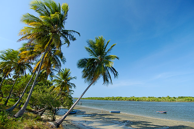 Vioso coqueiral da praia fluvial do Fortim5