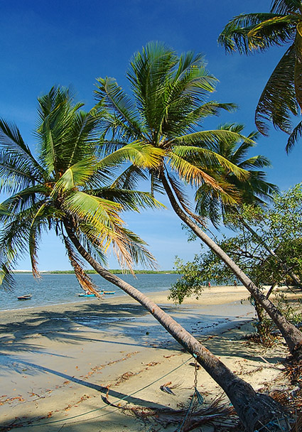 Vioso coqueiral da praia fluvial do Fortim3