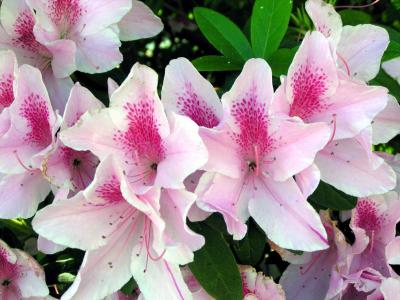 flower1.jpg