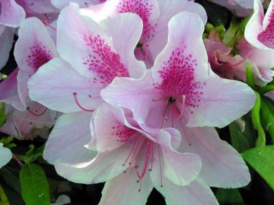 flower2.jpg