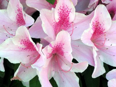 flower4.jpg