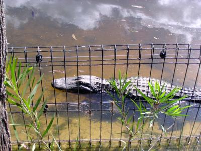 Reptile1.jpg