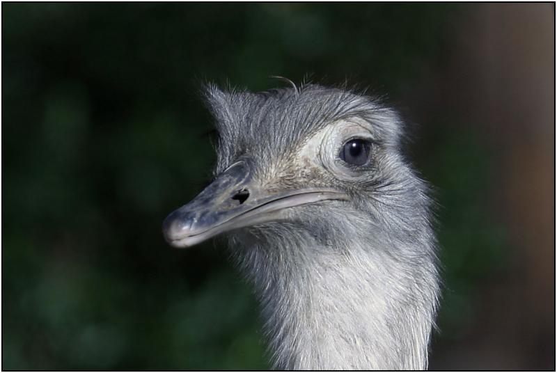 Ostrich