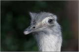 Ostrich
