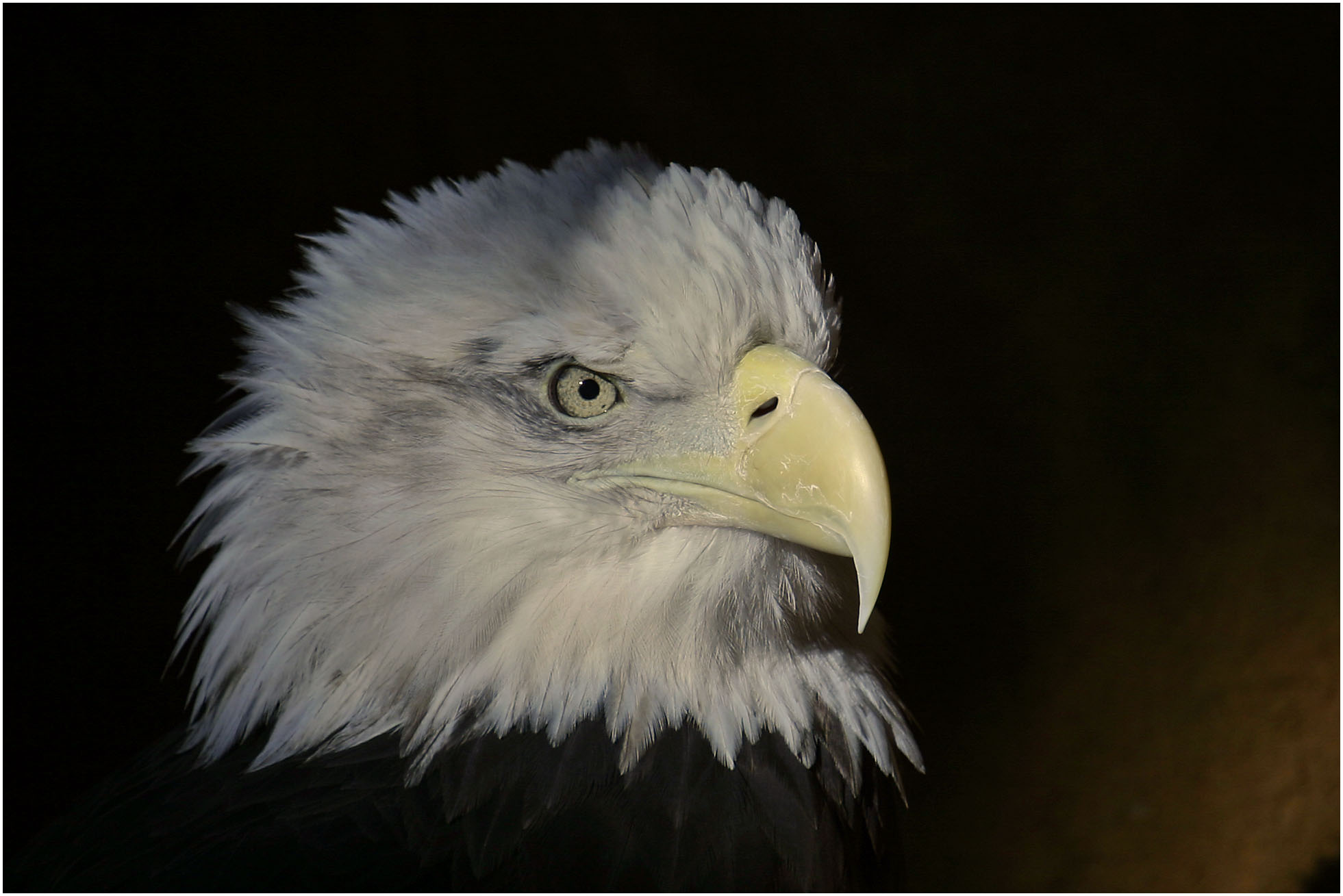 Bald Eagle